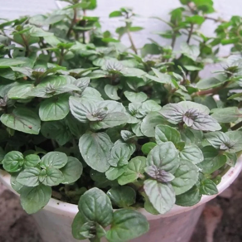 Chocolate Mint Live Plants - 3 Pack, 4-8" Tall Fragrant Herb for Garden & Containers - Image 2