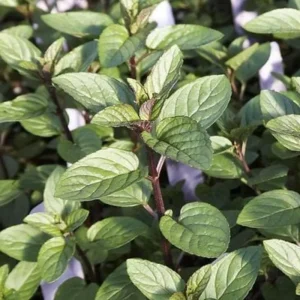 Chocolate Mint Live Plants - 3 Pack, 4-8