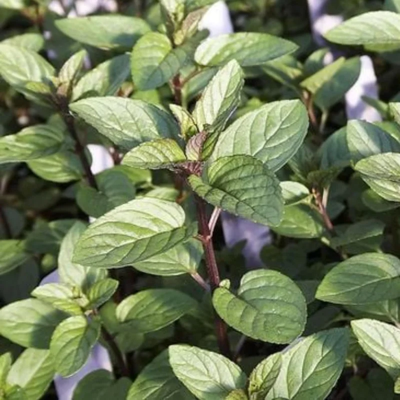 Chocolate Mint Live Plants - 3 Pack, 4-8" Tall Fragrant Herb for Garden & Containers - Image 3