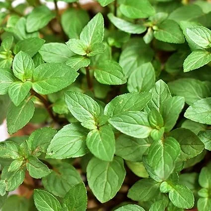 Chocolate Mint Live Plants - 3 Pack, 4-8" Tall Fragrant Herb, USDA Zones 4-11 - Image 3