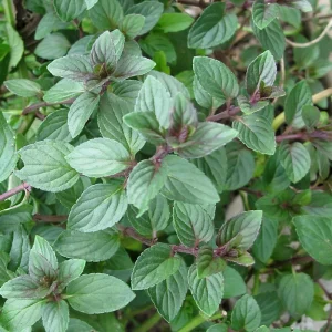 Chocolate Mint Live Plants - 3 Pack, 4-8