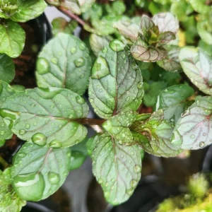 Chocolate Mint Live Plants - 3 Pack, 4-8