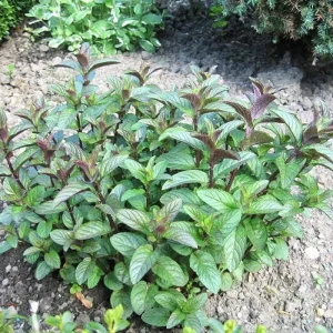 Chocolate Mint Live Plants, 6 Pack, Culinary Herb, 4-6 Inch Tall, Well-Rooted - Image 2