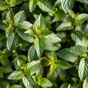 Chocolate Mint Live Plants, 6 Pack, Culinary Herb, 4-6 Inch Tall, Well-Rooted - Image 5