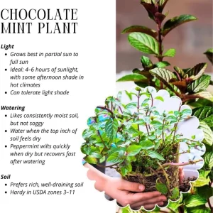 Chocolate Mint Live Plants, 6 Pack, Culinary Herb, 4-6 Inch Tall, Well-Rooted - Image 6
