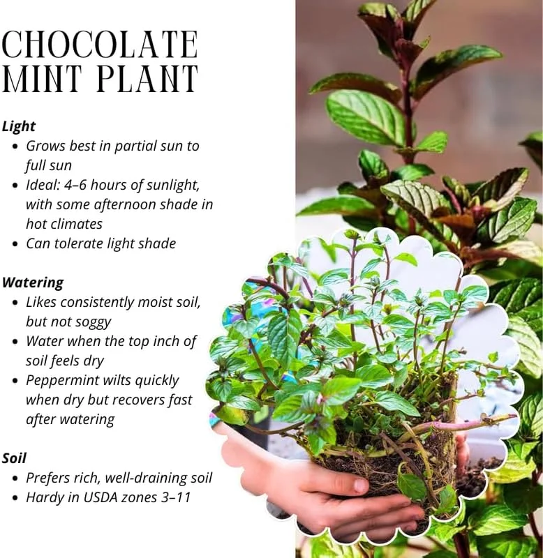 Chocolate Mint Live Plants, 6 Pack, Culinary Herb, 4-6 Inch Tall, Well-Rooted - Image 6