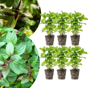 Chocolate Mint Live Plants, 6 Pack, Culinary Herb, 4-6 Inch Tall, Well-Rooted - Image 1