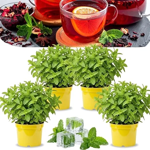 Chocolate Mint Live Plants - Set of 4, 4-7" Tall, Zones 3-11, Culinary Herb - Image 5
