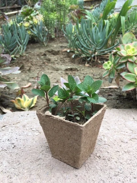 Chocolate Peppermint or Spearmint Live Plant – Fresh, Fragrant Herb – 2-8 Inch Rooted or Vine Starter - Image 2