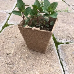 Chocolate Peppermint or Spearmint Live Plant – Fresh, Fragrant Herb – 2-8 Inch Rooted or Vine Starter - Image 3