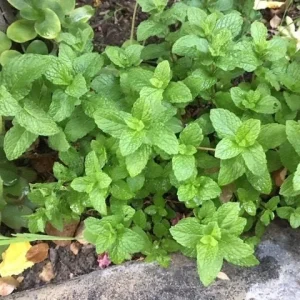 Chocolate Peppermint or Spearmint Live Plant – Fresh, Fragrant Herb – 2-8 Inch Rooted or Vine Starter - Image 5