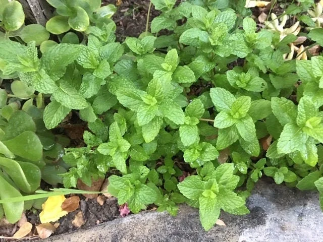 Chocolate Peppermint or Spearmint Live Plant – Fresh, Fragrant Herb – 2-8 Inch Rooted or Vine Starter - Image 5