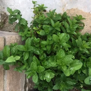 Chocolate Peppermint or Spearmint Live Plant – Fresh, Fragrant Herb – 2-8 Inch Rooted or Vine Starter - Image 6