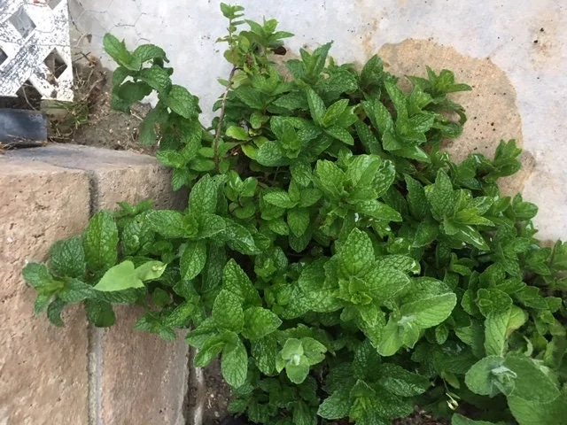Chocolate Peppermint or Spearmint Live Plant – Fresh, Fragrant Herb – 2-8 Inch Rooted or Vine Starter - Image 6
