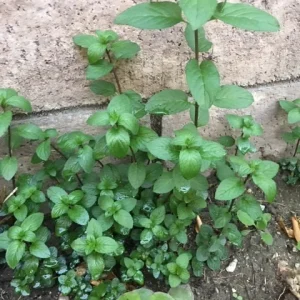 Chocolate Peppermint or Spearmint Live Plant – Fresh, Fragrant Herb – 2-8 Inch Rooted or Vine Starter - Image 7