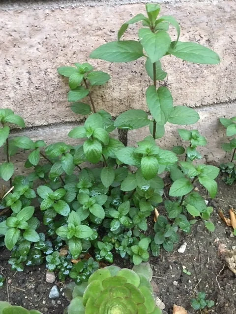 Chocolate Peppermint or Spearmint Live Plant – Fresh, Fragrant Herb – 2-8 Inch Rooted or Vine Starter - Image 7
