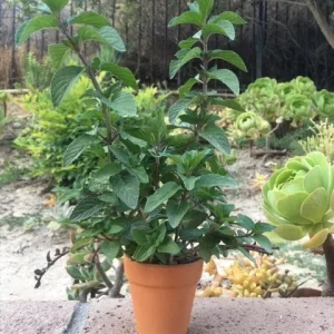 Chocolate Peppermint or Spearmint Live Plant – Fresh, Fragrant Herb – 2-8 Inch Rooted or Vine Starter - Image 1