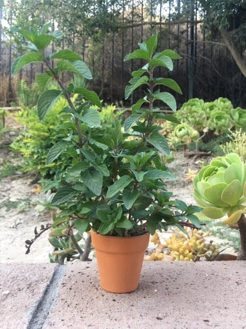 Chocolate Peppermint or Spearmint Live Plant – Fresh, Fragrant Herb – 2-8 Inch Rooted or Vine Starter - Image 1