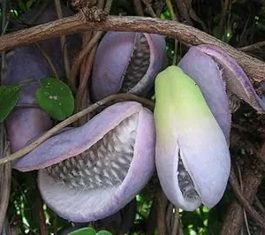 Chocolate Vine Plant Akebia Quinata Live Plant, 4-6 Inches Tall, Outdoor Fruit Vine - Image 3