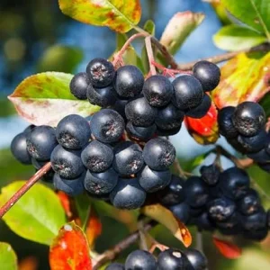 Chokeberry Live Plant - 6-12 Inch Tall Black Berries Shrub, Hardy Perennial - Image 3