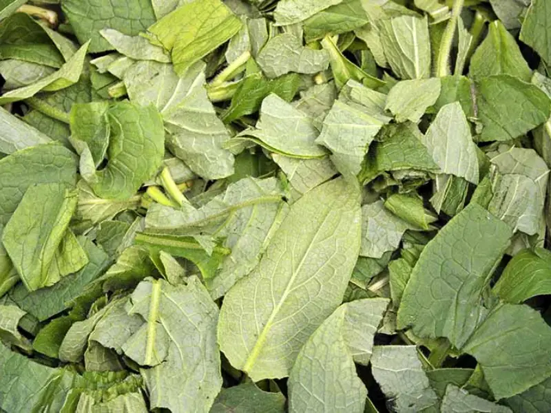 chop comfrey leaves (1)