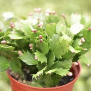 Christmas Cactus Live Plant – 4 inch or 6 inch Pot – Potted Houseplant - Image 2