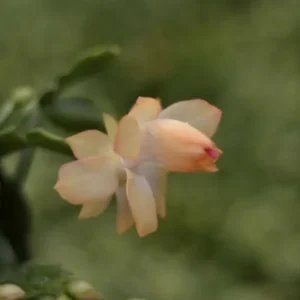 Christmas Cactus Live Plant – 4 inch or 6 inch Pot – Potted Houseplant - Image 3