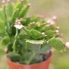 Christmas Cactus Live Plant – 4 inch or 6 inch Pot – Potted Houseplant - Image 1