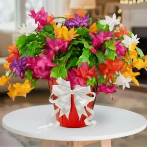 Christmas Cactus Live Plant – 4 inch Pot – Vibrant Single Color Blooms – Indoor/Outdoor - Image 3