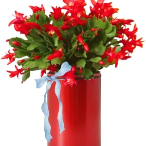 Christmas Cactus Live Plant – 4 inch Pot – Vibrant Single Color Blooms – Indoor/Outdoor - Image 1