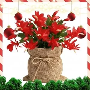 Christmas Cactus Live Plant Red, 4 Inch Pot, Indoor/Outdoor Holiday Cactus - Image 1