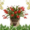 Christmas Cactus Live Plant - Red Flowering Cactus in 4'' Pot - Indoor/Outdoor - Image 1