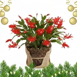 Christmas Cactus Live Plant - Red Flowering Cactus in 4'' Pot - Indoor/Outdoor - Image 1