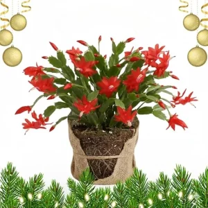 Christmas Cactus Live Plant - Red Flowering Cactus in 4'' Pot - Indoor/Outdoor - Image 7