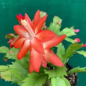 Christmas Cactus Live Plant - Schlumbergera & Holiday Cactus 4-6