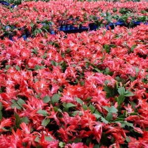 Christmas Cactus Live Plant - Schlumbergera & Holiday Cactus 4-6
