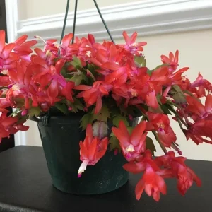 Christmas Cactus Live Plant - Schlumbergera & Holiday Cactus 4-6