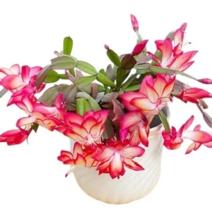 Christmas Cactus Live Plant - Schlumbergera & Holiday Cactus 4-6