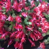 Christmas Cactus Live Plant - Schlumbergera & Holiday Cactus 4-6" Tall - Image 1
