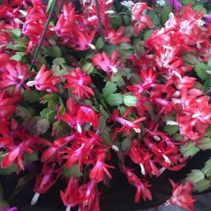 Christmas Cactus Live Plant - Schlumbergera & Holiday Cactus 4-6