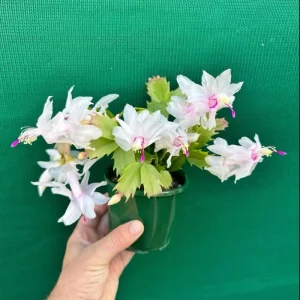 Christmas Cactus & Thanksgiving Cactus Live Plant - 4-6 Inch Tall Flowering Succulent for Indoors - Image 5