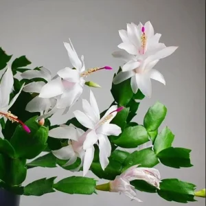 Christmas Cactus & Thanksgiving Cactus Live Plant - 4-6 Inch Tall Flowering Succulent for Indoors - Image 6