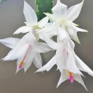 Christmas Cactus & Thanksgiving Cactus Live Plant - 4-6 Inch Tall Flowering Succulent for Indoors - Image 7