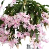 Christmas Cactus & Thanksgiving Cactus Live Plant - 4-6 Inch Tall Flowering Succulent for Indoors - Image 1