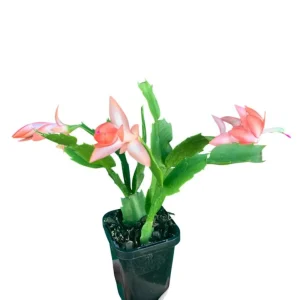 Christmas Thanksgiving Cactus Live Plant 2-Pack – Salmon Blooms, 4-6