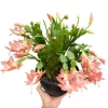 Christmas Thanksgiving Cactus Live Plant 2-Pack – Salmon Blooms, 4-6" Tall - Image 1