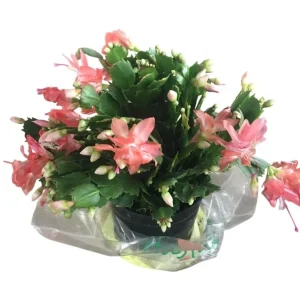 Christmas Thanksgiving Cactus Live Plant 2-Pack – Salmon Blooms, 4-6