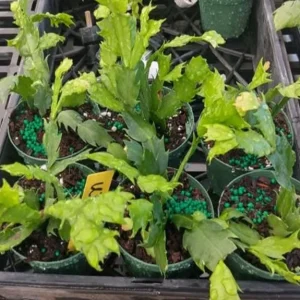Christmas & Thanksgiving Cactus Live Plants - 2 Mix, 4-6