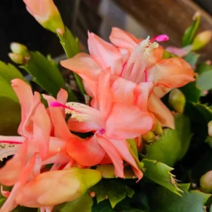 Christmas & Thanksgiving Cactus Live Plants - 2 Mix, 4-6