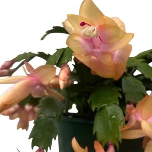 Christmas & Thanksgiving Cactus Live Plants - 2 Mix, 4-6